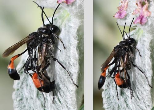 Ammophila sabulosa